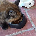 Le Chinchilla *