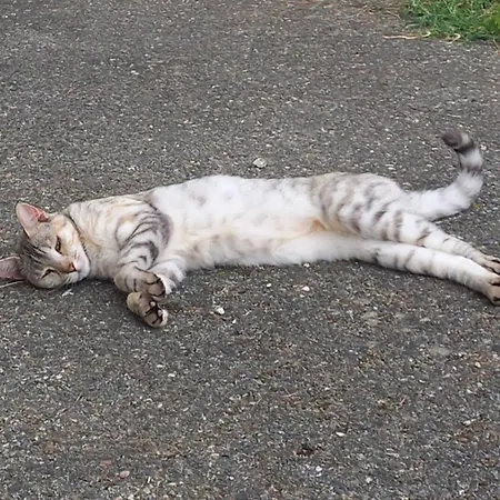 Prázdninový dům Le Chinchilla *