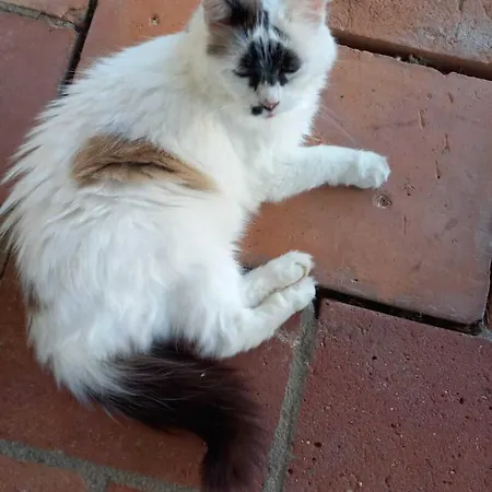 Le Chinchilla Prázdninový dům Gaillac